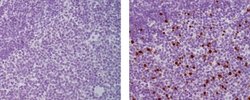 Rat anti-Mouse IgG (H+L) Secondary Antibody, Biotin, eBioscience , Invitrogen