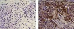 Rat anti-Mouse IgG (H+L) Secondary Antibody, Biotin, eBioscience , Invitrogen