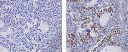 Rat anti-Mouse IgG (H+L) Secondary Antibody, Biotin, eBioscience , Invitrogen