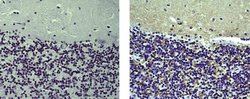 Rat anti-Mouse IgG (H+L) Secondary Antibody, Biotin, eBioscience , Invitrogen