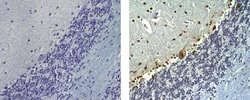 Rat anti-Mouse IgG (H+L) Secondary Antibody, Biotin, eBioscience , Invitrogen