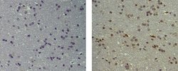 Rat anti-Mouse IgG (H+L) Secondary Antibody, Biotin, eBioscience , Invitrogen