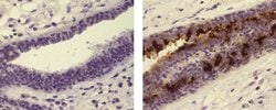 Rat anti-Mouse IgG (H+L) Secondary Antibody, Biotin, eBioscience , Invitrogen