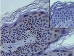 Rat anti-Mouse IgG (H+L) Secondary Antibody, Biotin, eBioscience , Invitrogen