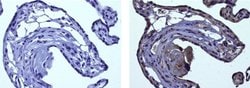 Rat anti-Mouse IgG (H+L) Secondary Antibody, Biotin, eBioscience , Invitrogen
