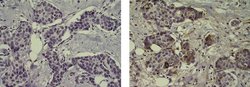 Rat anti-Mouse IgG (H+L) Secondary Antibody, Biotin, eBioscience , Invitrogen