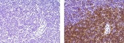 Invitrogen Rat IgG1 kappa Isotype Control (eBRG1), Biotin, eBioscience