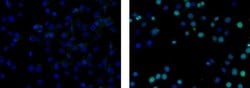 Rat IgG2a kappa Isotype Control (eBR2a), Biotin, eBioscience , Invitrogen:Antibodies:Isotype