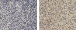 Rat IgG2a kappa Isotype Control (eBR2a), Biotin, eBioscience , Invitrogen:Antibodies:Isotype