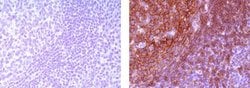 Rat IgG2a kappa Isotype Control (eBR2a), Biotin, eBioscience , Invitrogen:Antibodies:Isotype