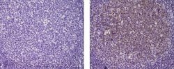 Rat IgG2a kappa Isotype Control (eBR2a), Biotin, eBioscience , Invitrogen:Antibodies:Isotype