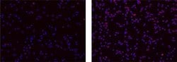 Invitrogen Mouse IgG1 kappa Isotype Control (P3.6.2.8.1), Biotin, eBioscience