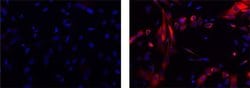 Invitrogen Mouse IgG1 kappa Isotype Control (P3.6.2.8.1), Biotin, eBioscience