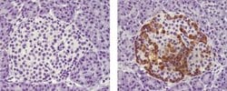 Invitrogen Mouse IgG1 kappa Isotype Control (P3.6.2.8.1), Biotin, eBioscience