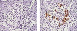 Invitrogen Mouse IgG1 kappa Isotype Control (P3.6.2.8.1), Biotin, eBioscience