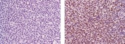 Invitrogen Mouse IgG1 kappa Isotype Control (P3.6.2.8.1), Biotin, eBioscience