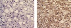 Invitrogen Mouse IgG1 kappa Isotype Control (P3.6.2.8.1), Biotin, eBioscience