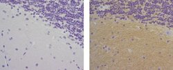 Invitrogen Mouse IgG1 kappa Isotype Control (P3.6.2.8.1), Biotin, eBioscience