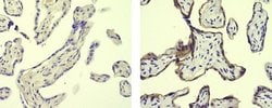 Invitrogen Mouse IgG2a kappa Isotype Control (eBM2a), Biotin, eBioscience