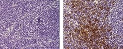 Invitrogen Mouse IgG2a kappa Isotype Control (eBM2a), Biotin, eBioscience