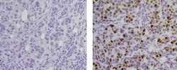 Invitrogen Mouse IgG2a kappa Isotype Control (eBM2a), Biotin, eBioscience