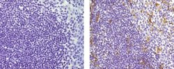 Invitrogen Mouse IgG2b kappa Isotype Control (eBMG2b), Biotin, eBioscience
