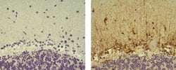 Invitrogen™ Mouse IgG2b kappa Isotype Control (eBMG2b), Biotin, eBioscience™
