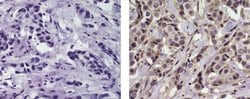 Invitrogen Mouse IgG2b kappa Isotype Control (eBMG2b), Biotin, eBioscience