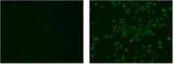 Invitrogen™ Mouse anti-Rat IgG (H+L) Secondary Antibody, Biotin, eBioscience™