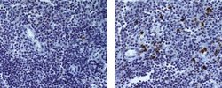Invitrogen Mouse anti-Rat IgG (H+L) Secondary Antibody, Biotin, eBioscience