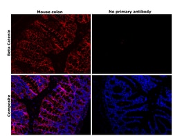 Invitrogen beta Catenin Monoclonal Antibody (CAT-5H10) 100 &mu;g; Unconjugated:Antibodies,