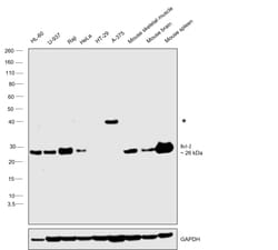 Invitrogen Bcl-2 Monoclonal Antibody (Bcl-2-100) 100 &mu;g; Unconjugated:Antibodies,