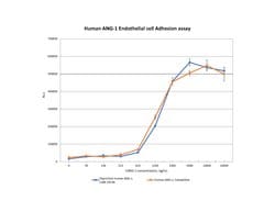 Gibco Human ANG-1 Recombinant Protein, PeproTech:Recombinant Proteins
