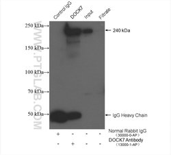 DOCK7 Rabbit anti-Human, Mouse, Rat, Polyclonal, Proteintech 20 &mu;L;