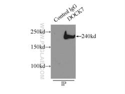 DOCK7 Rabbit anti-Human, Mouse, Rat, Polyclonal, Proteintech 20 &mu;L;