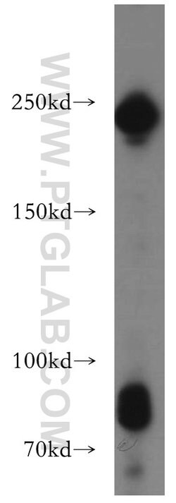 DOCK7 Rabbit anti-Human, Mouse, Rat, Polyclonal, Proteintech 20 &mu;L;