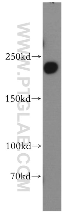 DOCK7 Rabbit anti-Human, Mouse, Rat, Polyclonal, Proteintech 20 &mu;L;
