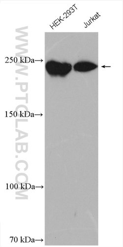 DOCK7 Rabbit anti-Human, Mouse, Rat, Polyclonal, Proteintech 20 &mu;L;