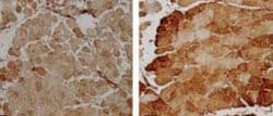 Superoxide dismutase (SOD) Mn Polyclonal Antibody, QED Bioscience 100 &mu;L;