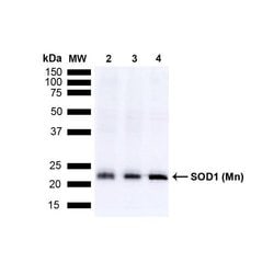 Superoxide dismutase (SOD) Mn Polyclonal Antibody, QED Bioscience 100 &mu;L;