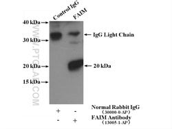 FAIM Rabbit anti-Human, Mouse, Rat, Polyclonal, Proteintech:Antibodies:Primary
