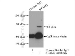 STAM2 Rabbit anti-Human, Mouse, Rat, Polyclonal, Proteintech 150 &mu;L;