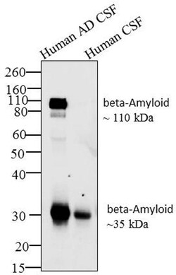 Invitrogen Amyloid Precursor Protein Monoclonal Antibody (LN27) 100 &mu;g;