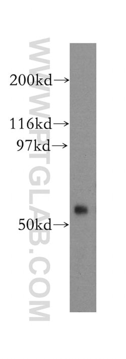 FBX15 Rabbit anti-Human, Mouse, Polyclonal, Proteintech