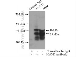 HuA/B/C/D Rabbit anti-Human, Mouse, Rat, Zebrafish, Polyclonal, Proteintech:Antibodies:Primary