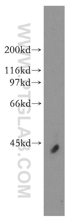 HuA/B/C/D Rabbit anti-Human, Mouse, Rat, Zebrafish, Polyclonal, Proteintech:Antibodies:Primary