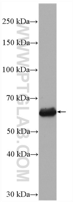 RAD9A Rabbit anti-Human, Polyclonal, Proteintech 20 &mu;L; Unconjugated:Antibodies,