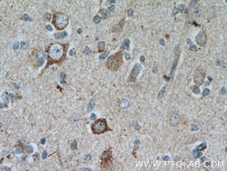 GRID1 Rabbit anti-Human, Mouse, Rat, Polyclonal, Proteintech 150 &mu;L;