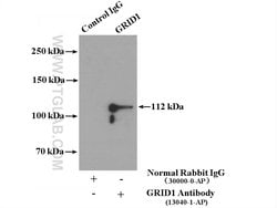 GRID1 Rabbit anti-Human, Mouse, Rat, Polyclonal, Proteintech 150 &mu;L;