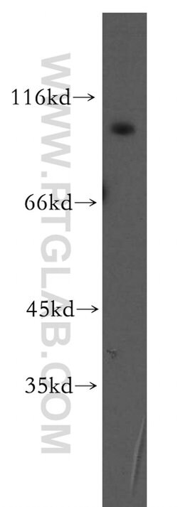 GRID1 Rabbit anti-Human, Mouse, Rat, Polyclonal, Proteintech 150 &mu;L;
